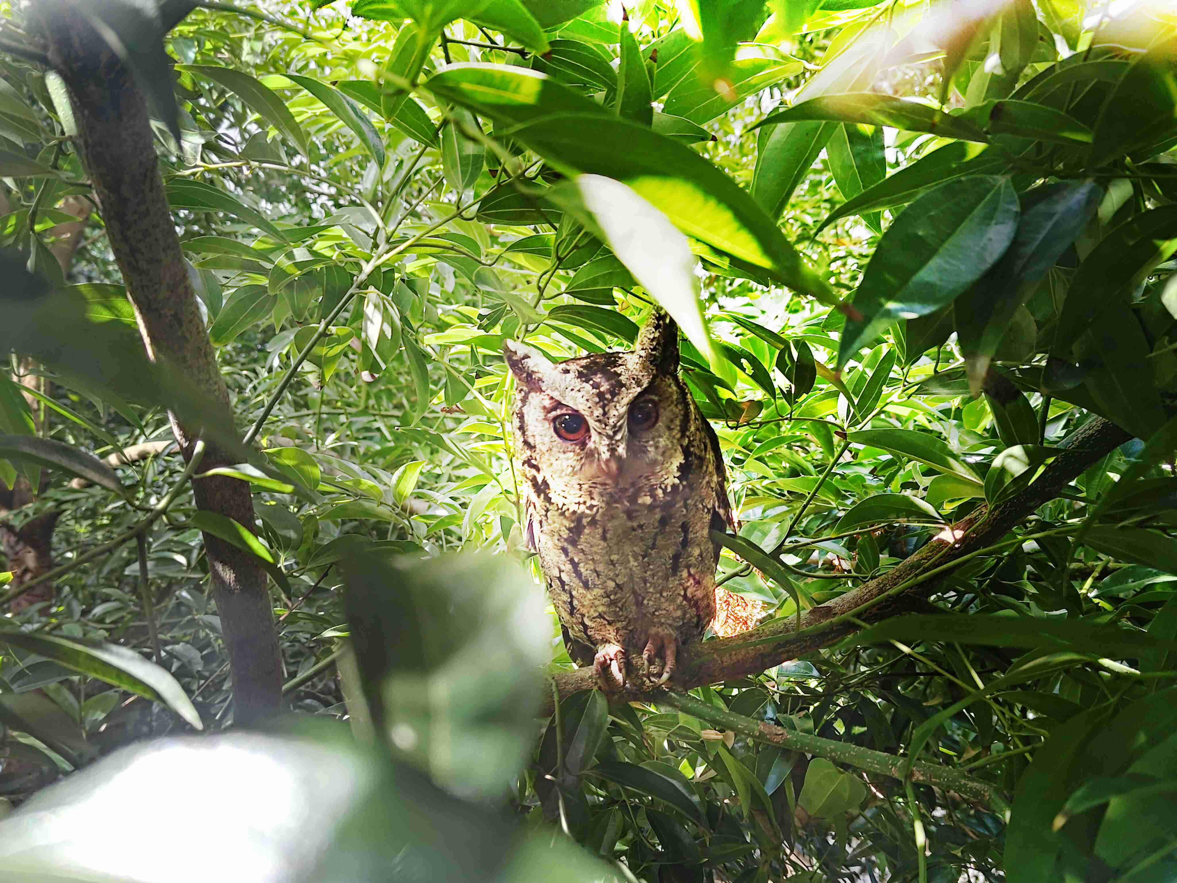 尊龙z6致力提倡净零绿生活，，，，16年以来在全球各厂区植树逾百万棵，，，，造就各厂区树木蔚然成林，，犹如森林工厂，，，，成为许多生物的栖息地